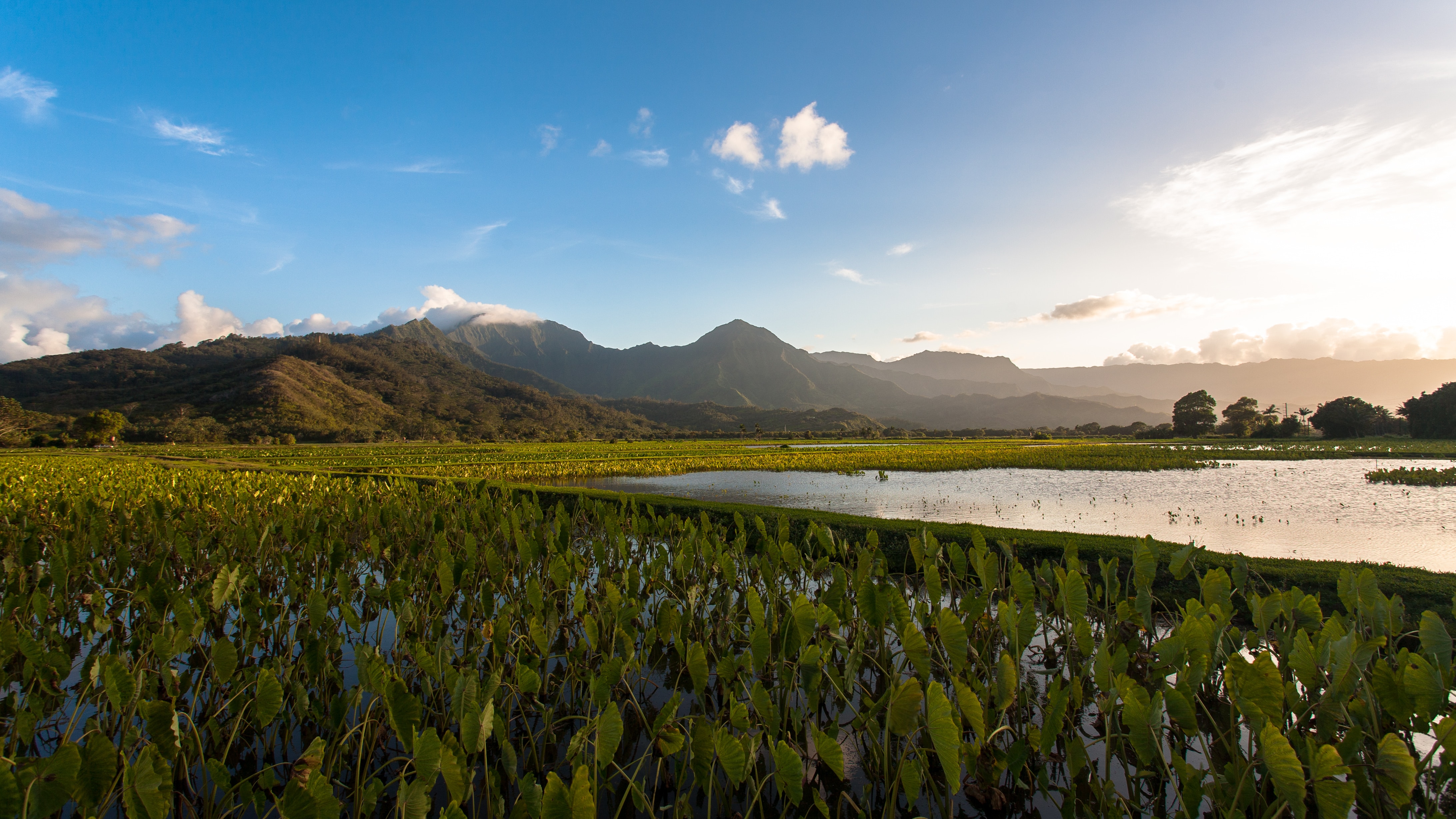 Lush taro fields stretching across the agricultural landscape of Maui.