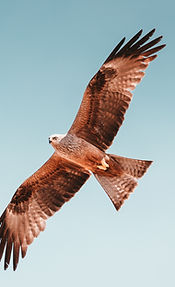 Image by Martin Adams