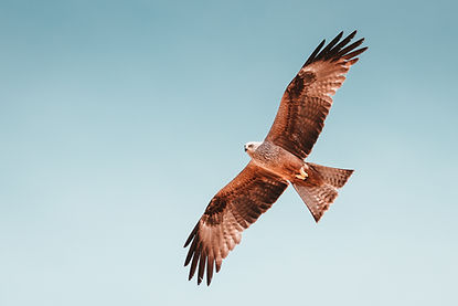 Image by Martin Adams