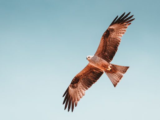 THE HAWK