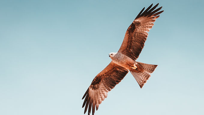 Milvus