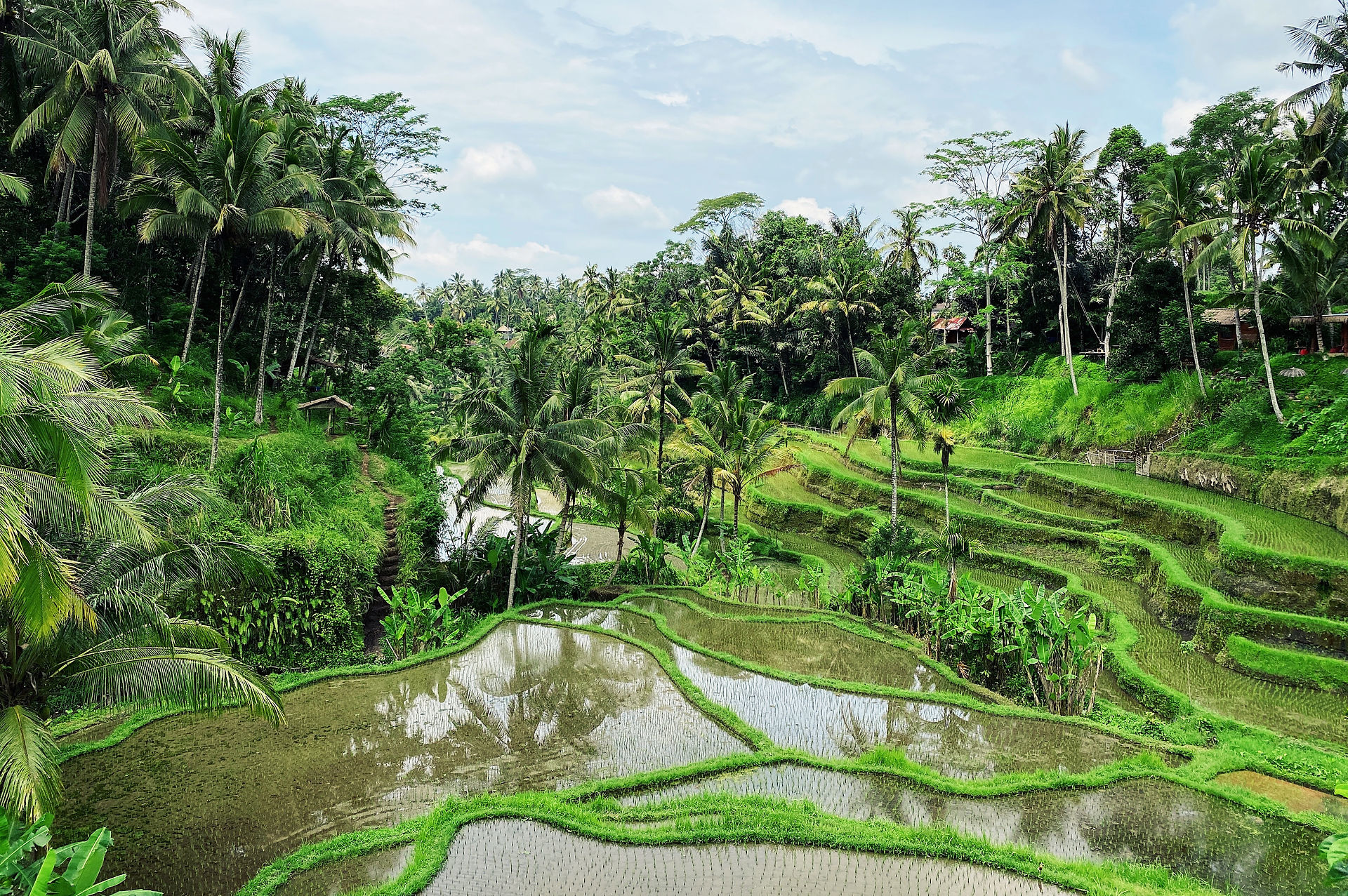 Tegalalang Rice Terrace in Bali