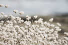 Image by Guillaume de Germain