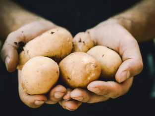 #085 // Proud Potato
