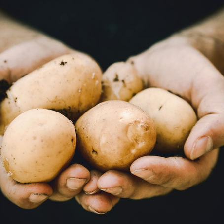 Batatas na mão de um agricultor - Unsplash