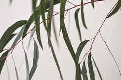 Eucaliptus Parvifolia alargada
