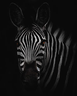 Image by Geran de Klerk