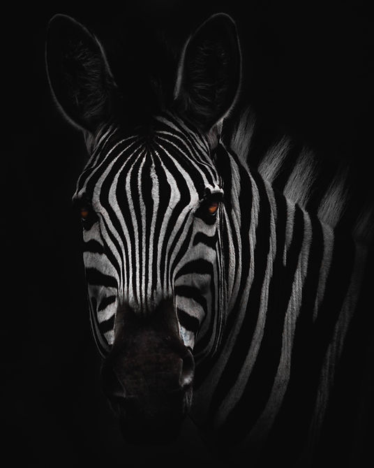 Image by Geran de Klerk