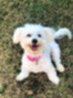 Play in a clean yard after poo removal services