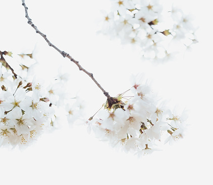 Image by Masaaki Komori