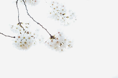Image by Masaaki Komori