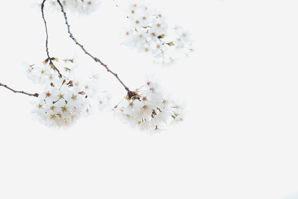 Image by Masaaki Komori