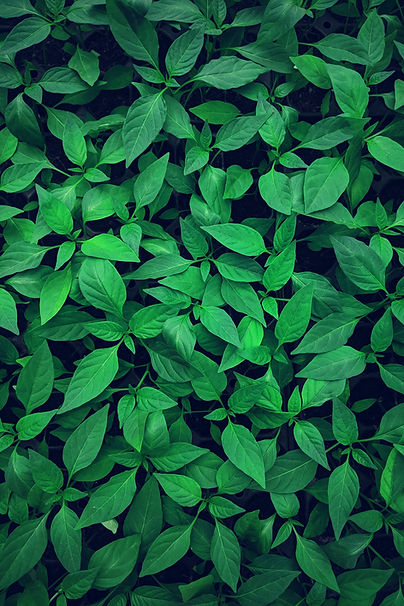 leaves- mental health - relationship therapy - mindfulsessions - scarlet gonzalez