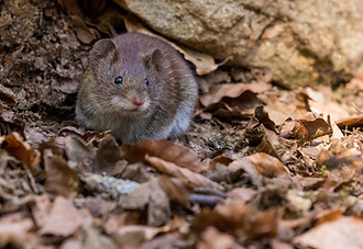 Image by Zdeněk Macháček