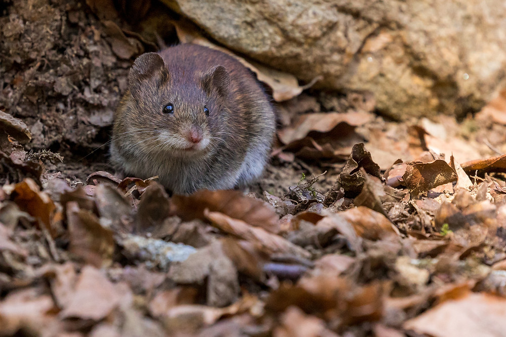 How To Get Rid Of Brown Norway Rats