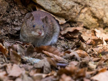 Mice Combat: Mirror Neurons Are To Blame