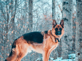 10 Best Dogs For Protection