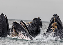 Image by Vivek Kumar