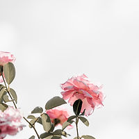 Image de Annie Spratt