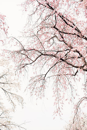 Image by Masaaki Komori