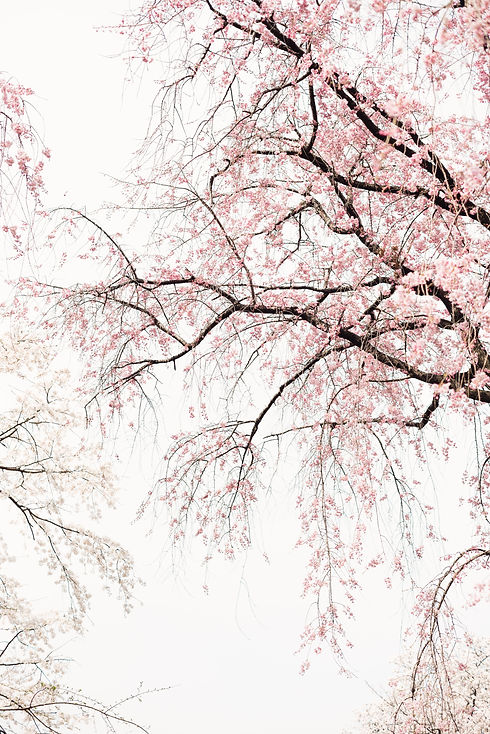 Nature my Goddess, gegründet von Aneesha C. Mueller, organisiert Natur Retreats, Schweigeseminare und Waldbaden im Bergischen Land, der Eifel & im Raum Köln & Bergisch Gladbach. Im Angebot sind Online-Meditation, OSHO Aktive Meditation, Waldbaden, Gesprächskreise und rituelle Auszeiten im Wald, als auch andere Onlineangebote wie TRE für Entspannung & Stressabbau via Zoom. OSHO Aktive Meditation hilft zum Selbstwertgefühl stärken, Vertrauen aufbauen, Stress bewältigen und zur Ruhe kommen und ist bestens geeignet als Meditation für Anfänger. Meditieren lernen lohnt sich, denn es schenkt Entspannung, Innere Ruhe, Frieden und Klarheit.