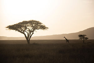 Image by Justin Lane