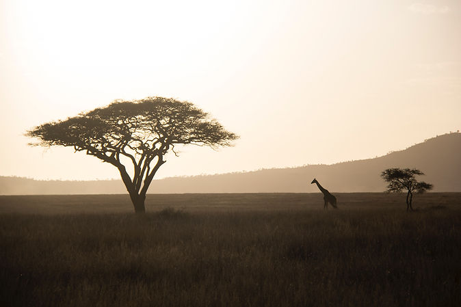 Image by Justin Lane