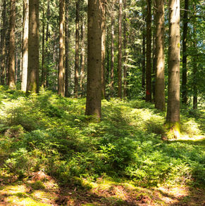 חופשה משפחתית - היער השחור | תוכנית טיול, טיפים דגשים וביטוח לחו"ל