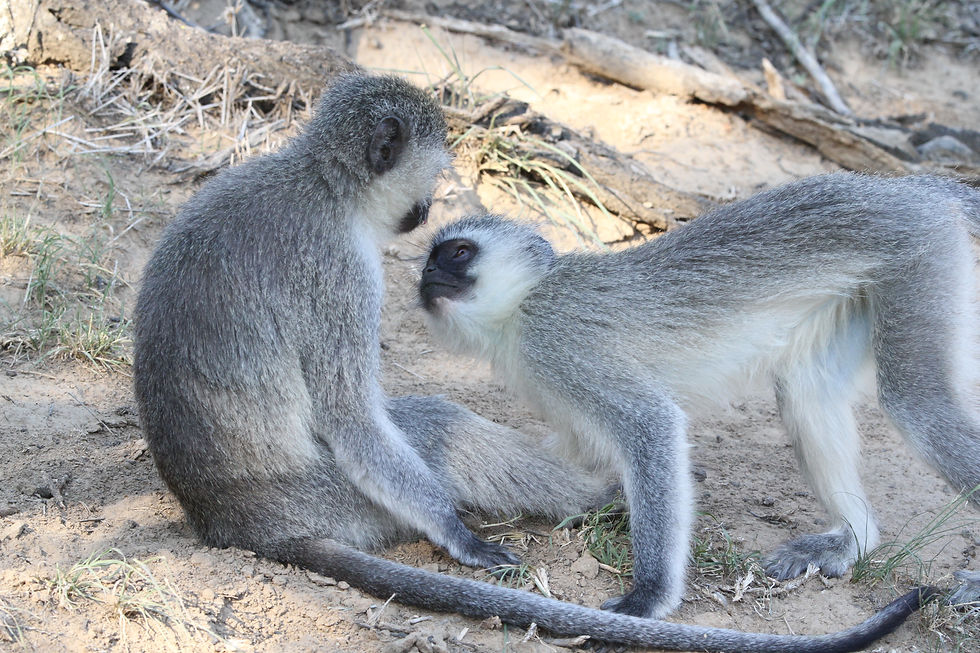 A vervet monkey trying to edge closer to our food storage in a nature reserve near Kruger