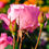 Thumbnail: Floral Vitality Extract
