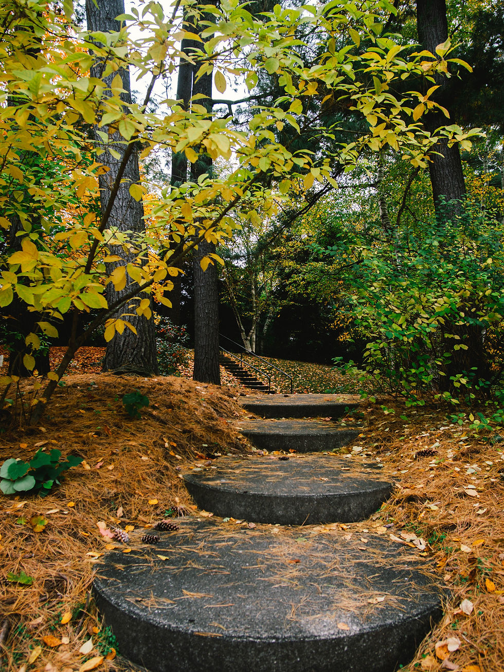 Small stone steps form a pathway in a wooded area