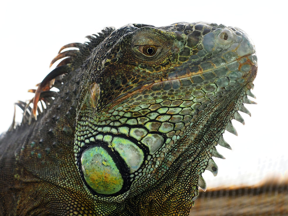 uv lights and reptiles