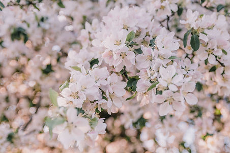 Image by Anita Austvika