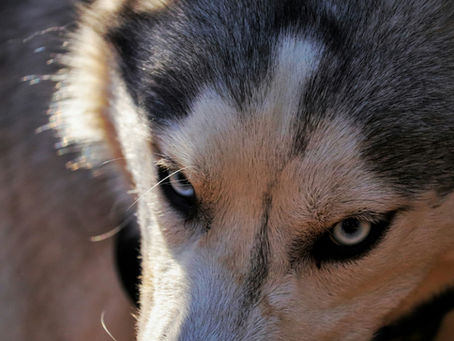 Hund mit aufmerksamem, intensivem Blick