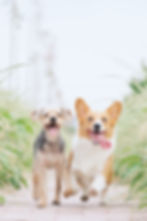 Happy pets in a clean yard