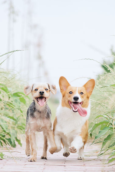 犬のしつけ幼稚園 犬のしつけ