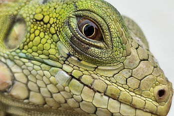 Image by Santiago Andrés Chagueza Acevedo