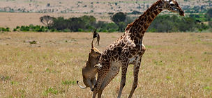 Lion hunting giraffe during a Serengeti safari from Zanzibar
