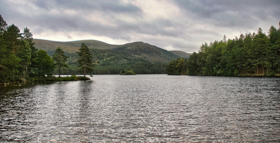 La forêt de Rothiemurchus