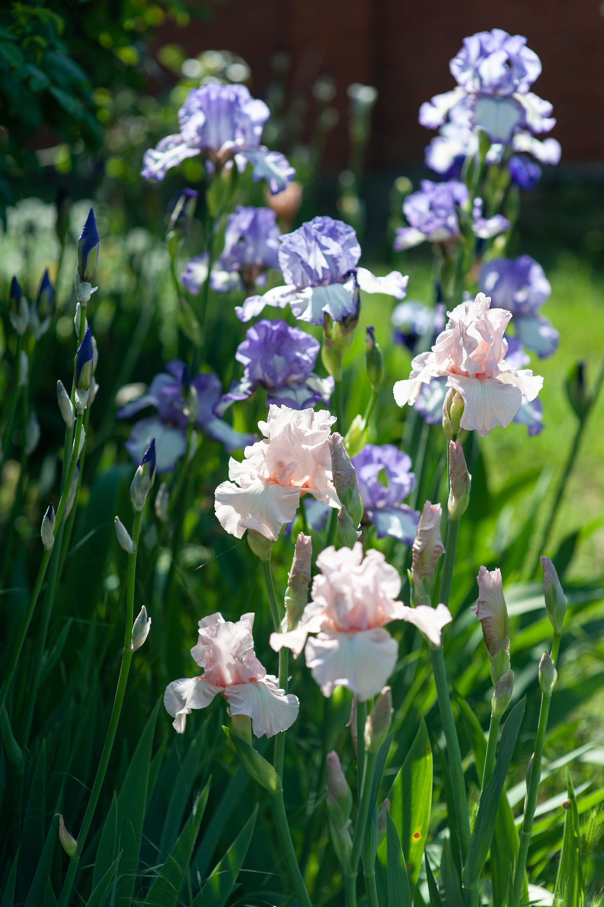 pale pink and lavender flowers growing side by side