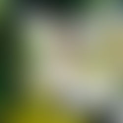 Resa, personalità e resistenza