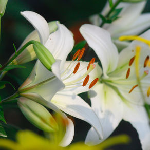 Resa, personalità e resistenza