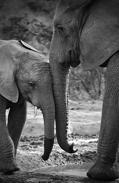 Image by Leon Buter