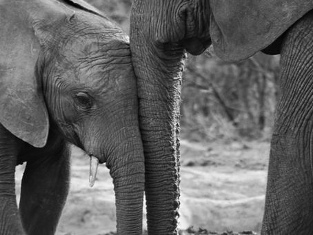 Two Elephants