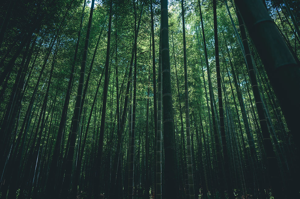 Image by Dong Xie