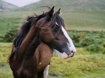 Equine Chiropractic