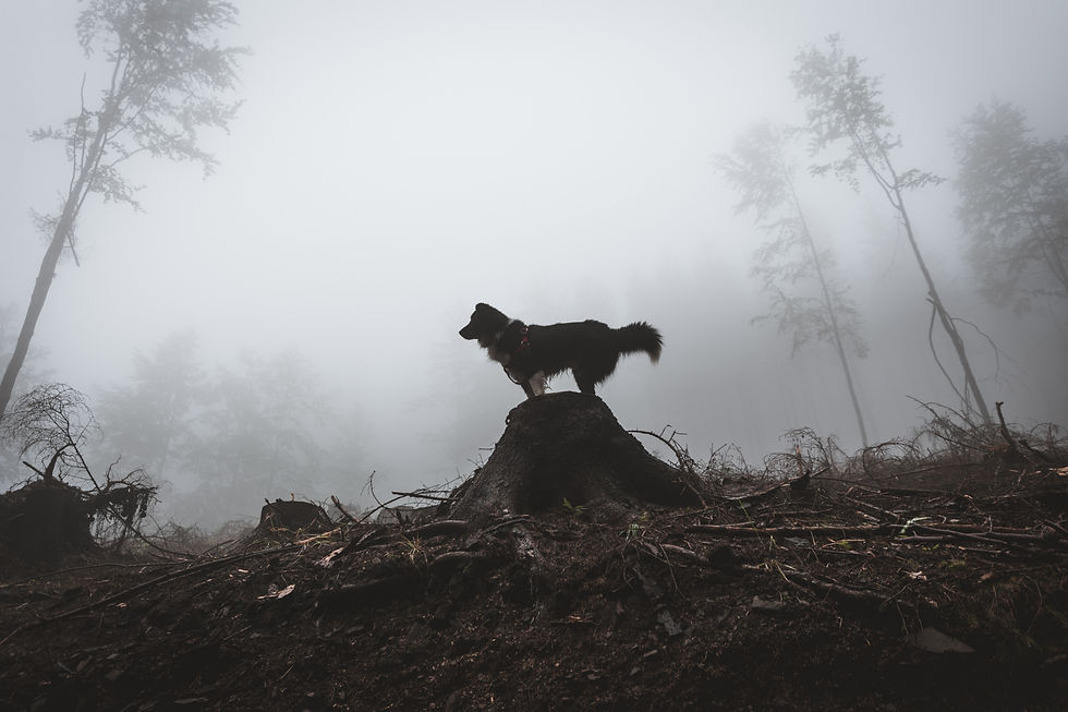 Hund steht allein auf einem Baumstumpf in nebligem Wald – Symbolbild für Entlaufen, Unsicherheit und die Bedeutung von Ortung und Vorbereitung.