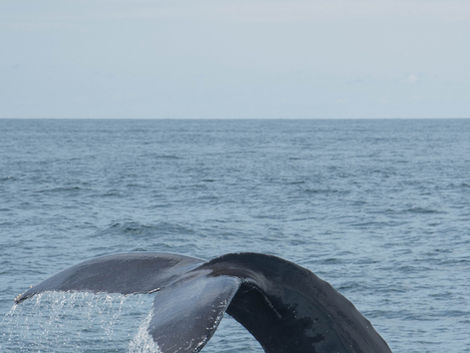 Maui Kayak Tours, Whale Watching Maui, Kayak Fishing Maui, Kayak Fishing in Maui, Maui Whale Season