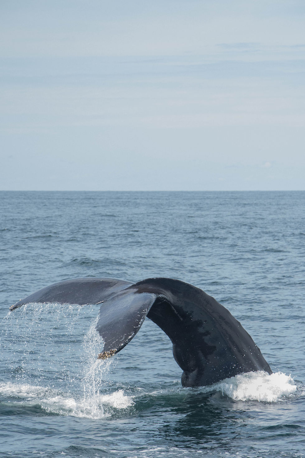 World's Largest Whale
