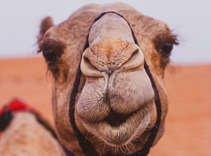 Image by Mads Severinsen